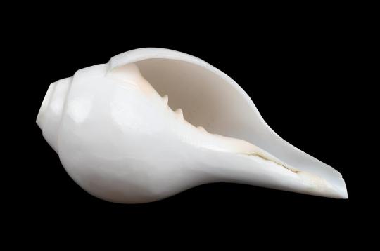 Vamavarti Left Hand Blowing Shankh-5 inches